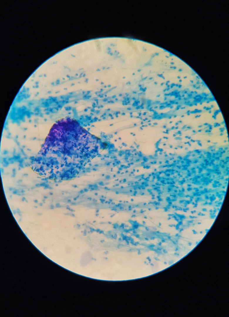 Microscope image